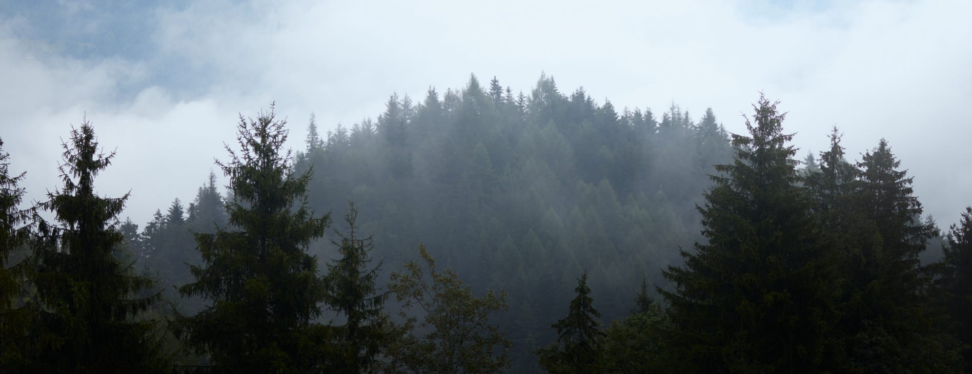 Clouds and ancient forests